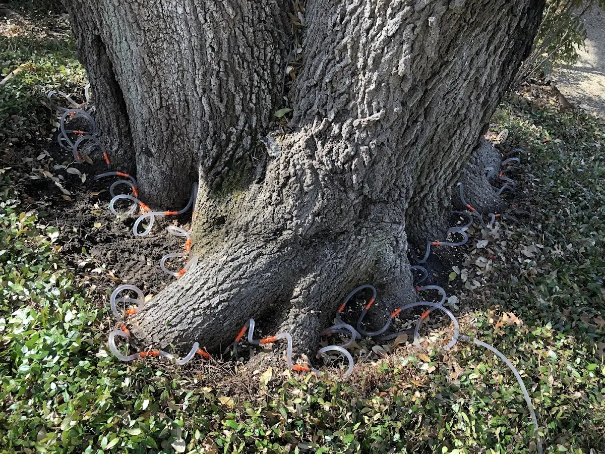 Detailed Tree Cabling and Bracing job site in Deer Creek