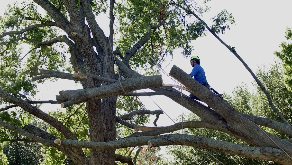 Professional Crown Thinning performed by certified arborists in Deer Creek