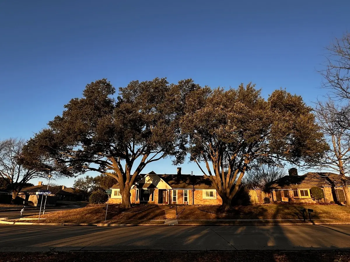 Established residential canopy tree shading a home in Deer Creek